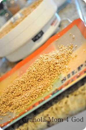 sprouted wheat berries on silpat