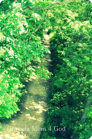 wooded trail