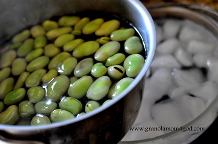 cooling cooked  fava beans