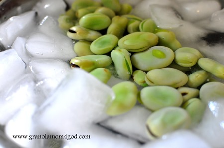 iced fava beans