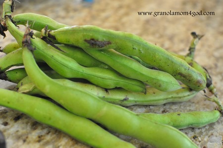 raw fava beans