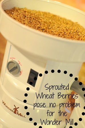 Sprouted wheat berries in my Wonder Mill