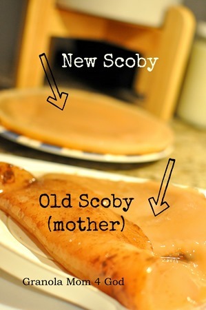 new and old scoby