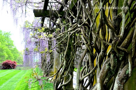 spiritual whitespace trees